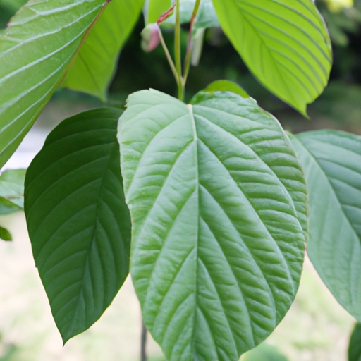 Benefits of Bulk Kratom Capsules 